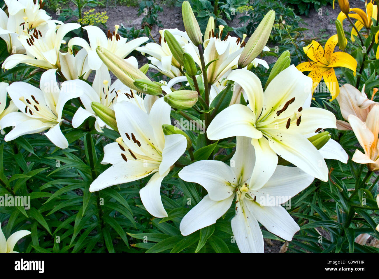Graceful lily flowers - Lilium Stock Photo