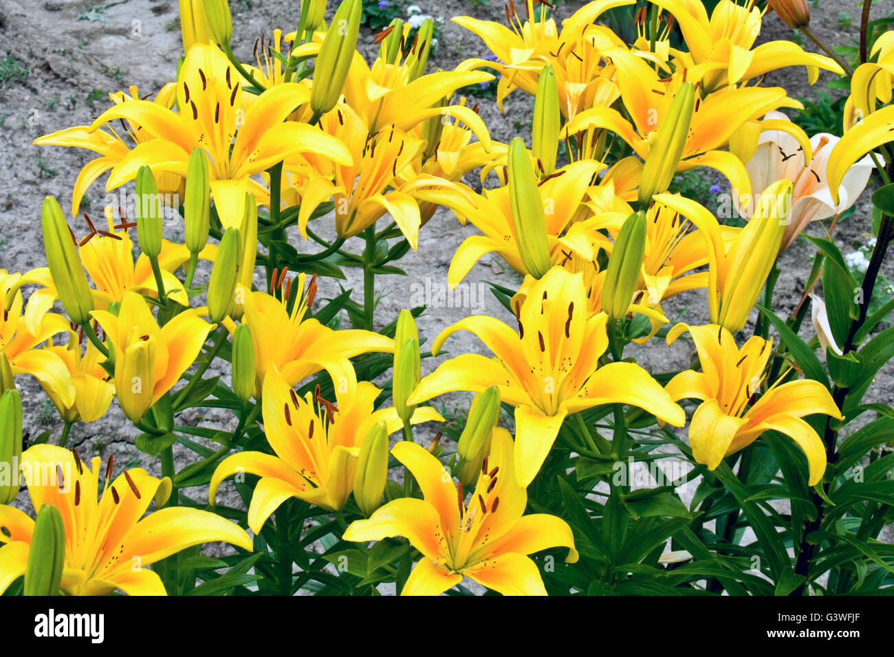 Graceful lily flowers - Lilium Stock Photo