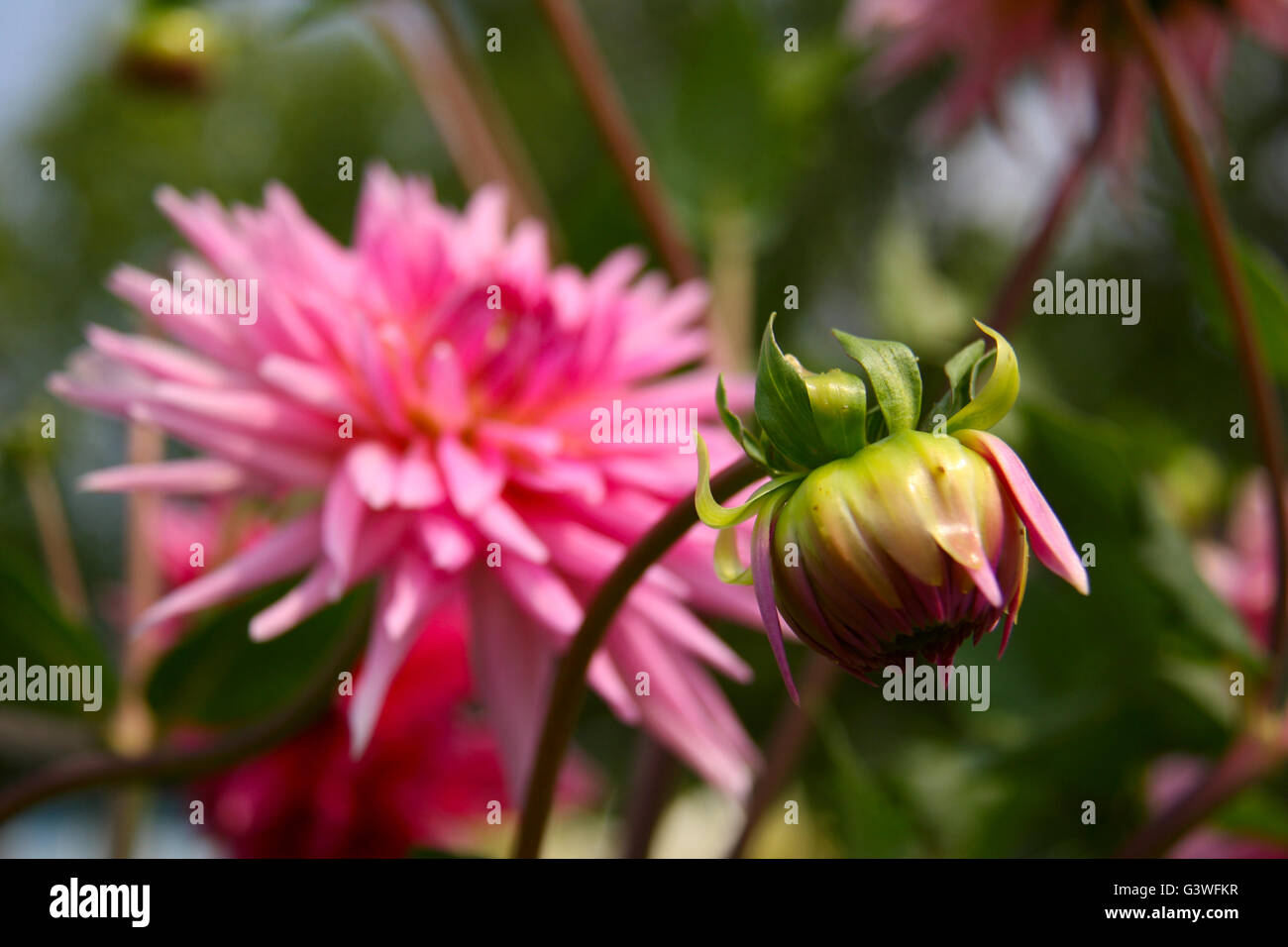 Beautiful autumn flowers Dahlia aster family Stock Photo Alamy