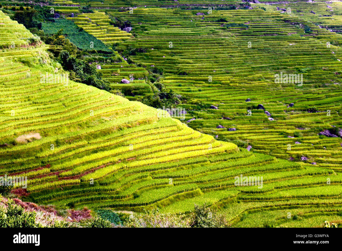 beautiful waves rice terraces on the mountain slopes. Stock Photo