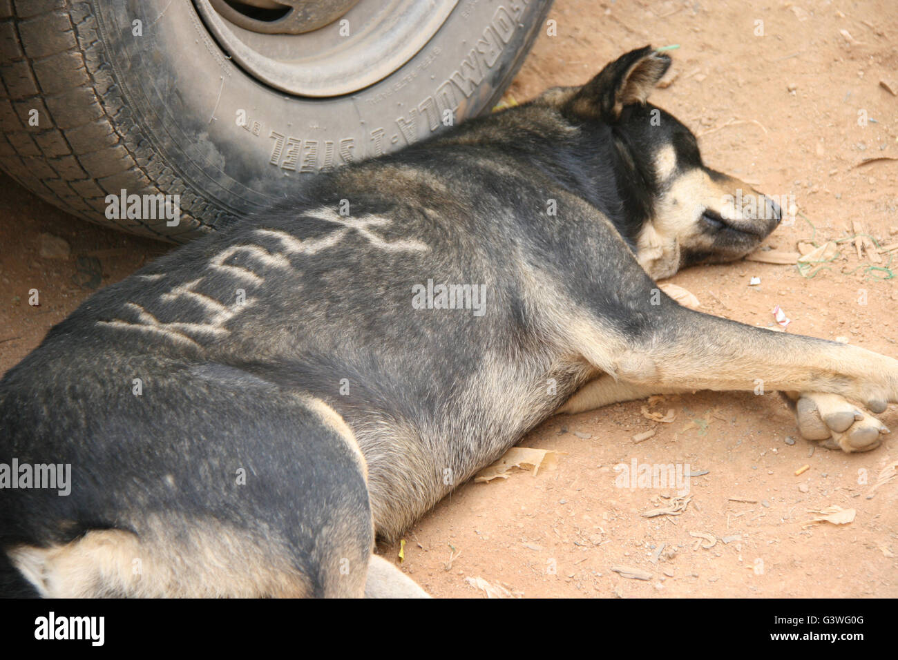 Lying and sleeping dog in Lobesa (Bhutan). Stock Photo