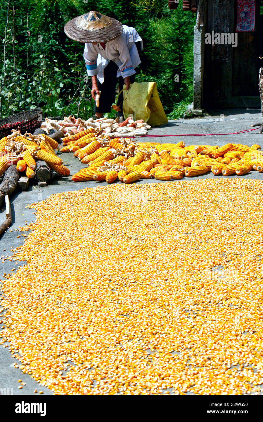 A woman dries collected mature cobs and corn under the sun. Stock Photo