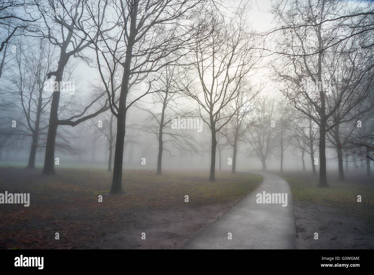 early misty morning road in a forrest nice image Stock Photo - Alamy