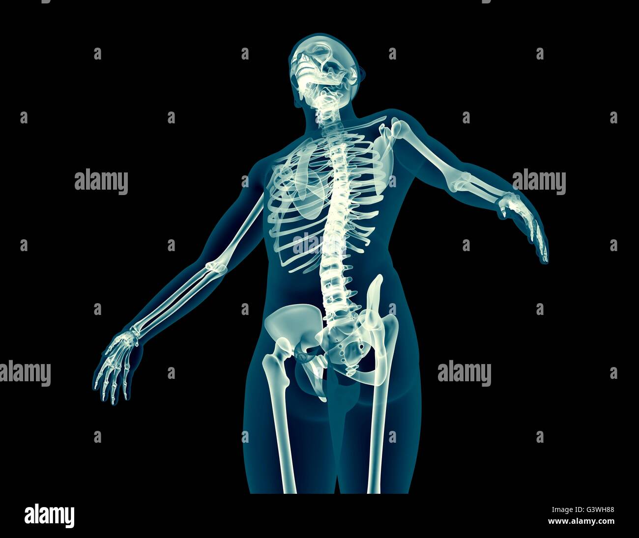 x-ray image of a human body Stock Photo