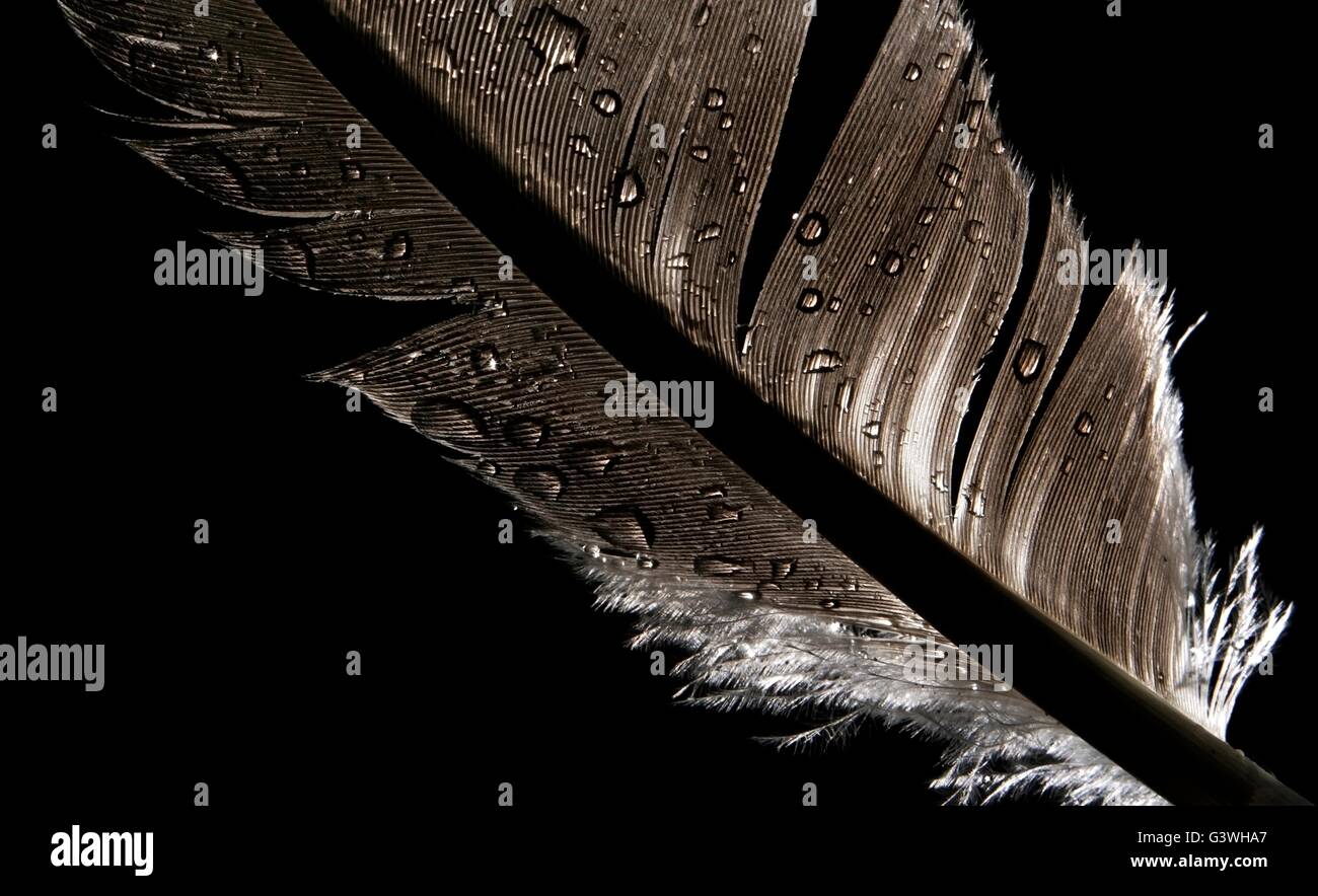 feather isolated on black background Stock Photo - Alamy