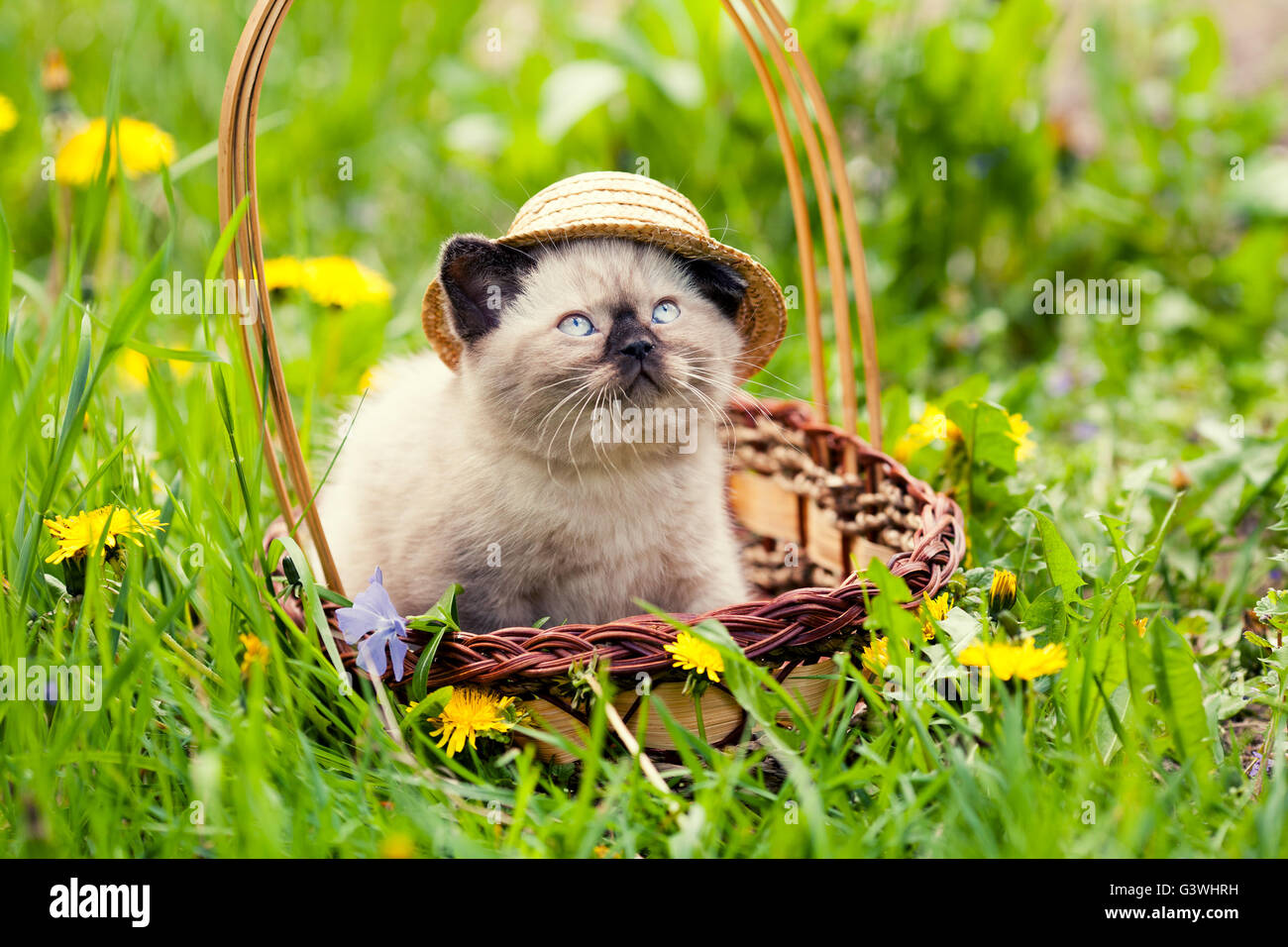 https://c8.alamy.com/comp/G3WHRH/little-kitten-wearing-straw-hat-sitting-in-a-basket-on-the-grass-G3WHRH.jpg