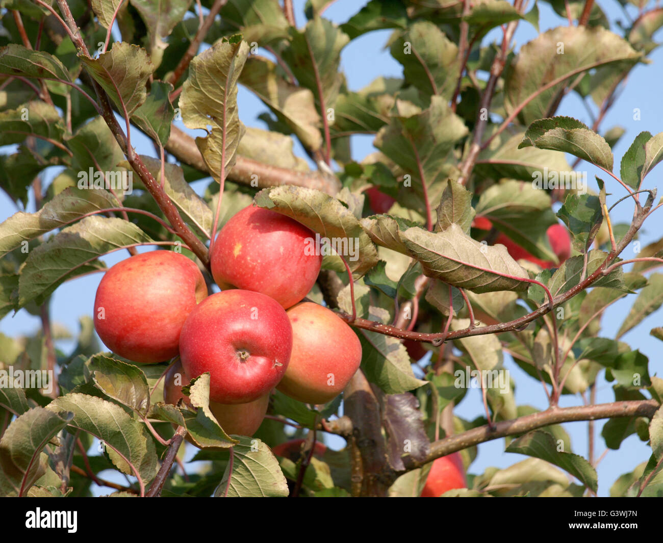 Apple orchard with red ripe apples on the trees Stock Photo