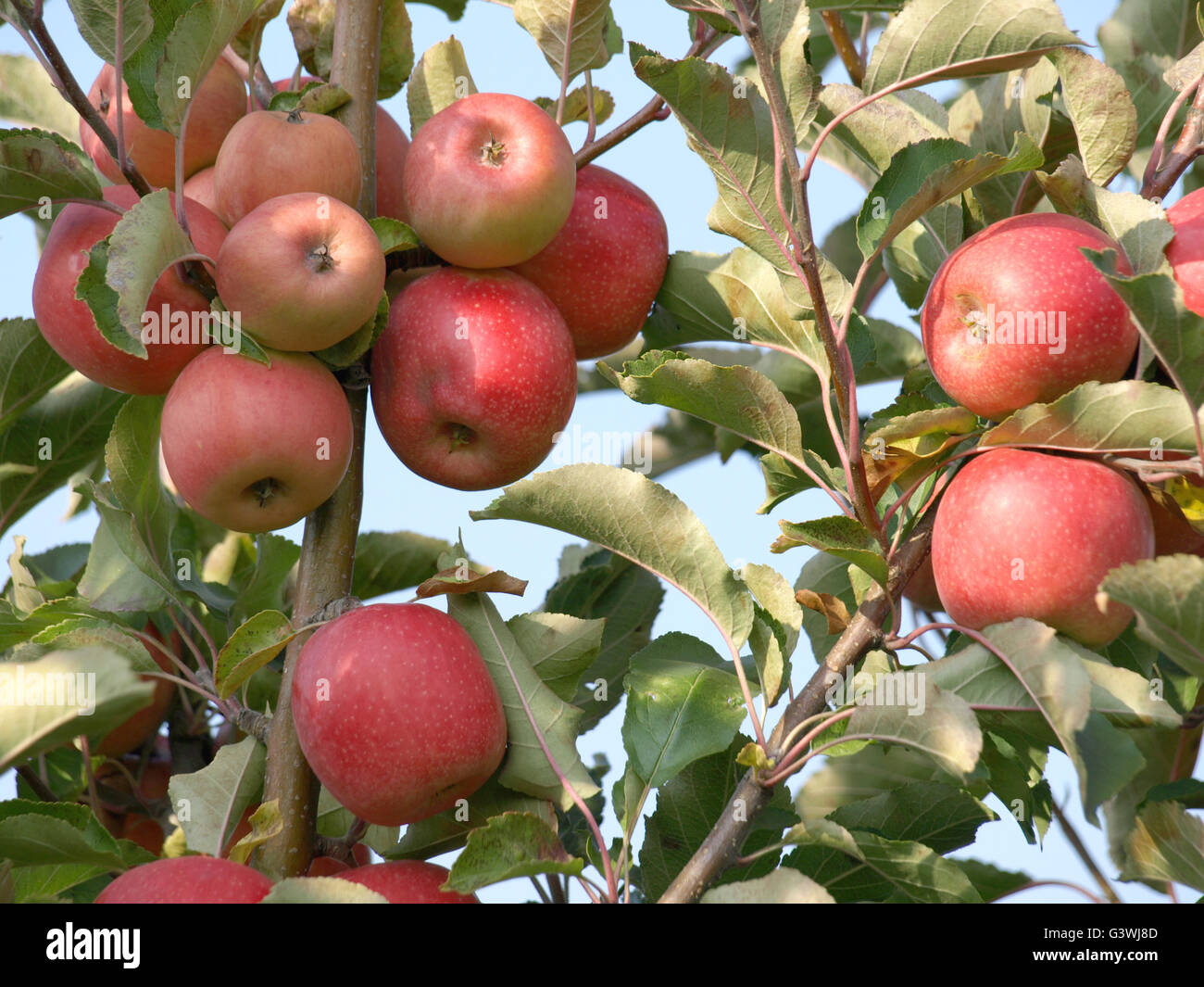 Apple orchard with red ripe apples on the trees Stock Photo