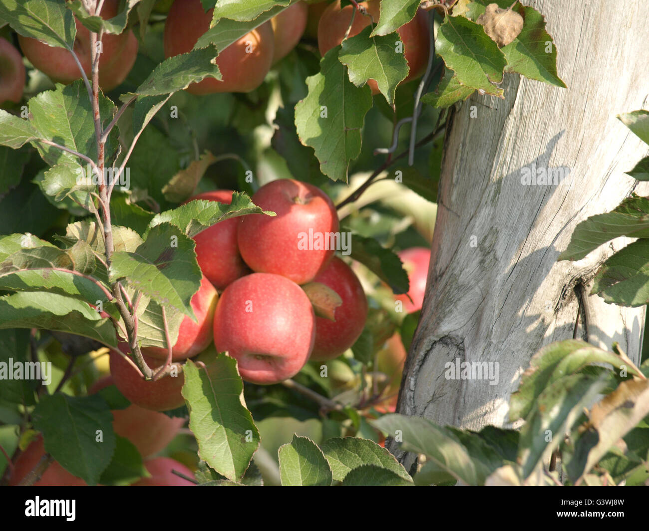 Apple orchard with red ripe apples on the trees Stock Photo