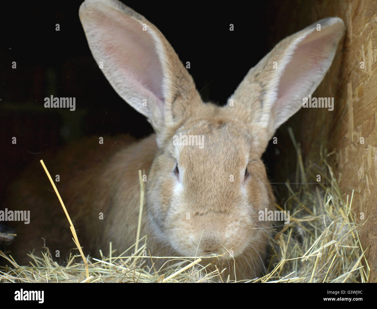 Rabbits on animal farm in rabbit-hutch Stock Photo