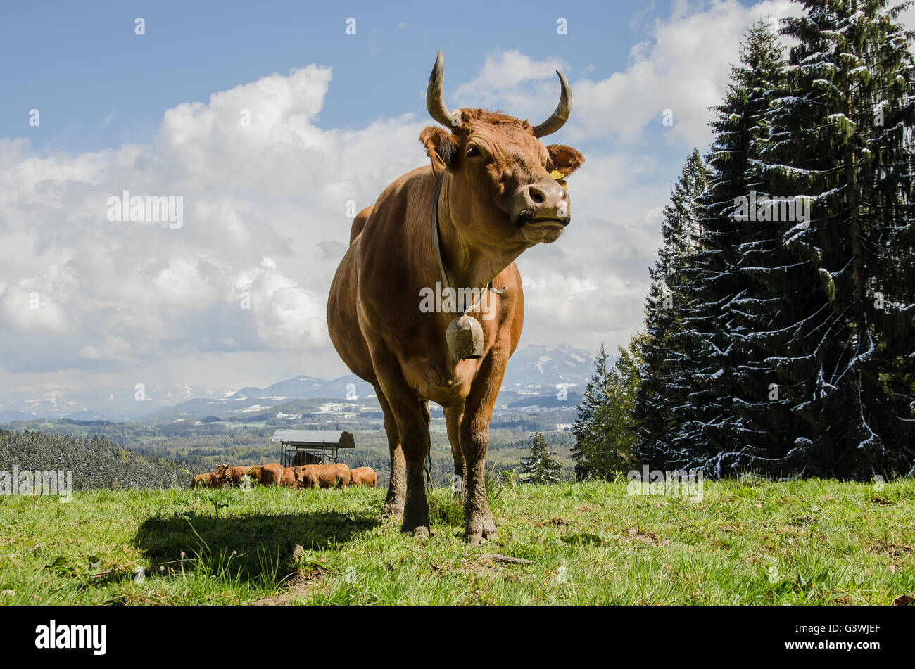 Cattle grazing in Alpine pastures in late April with snow on the mountains Stock Photo