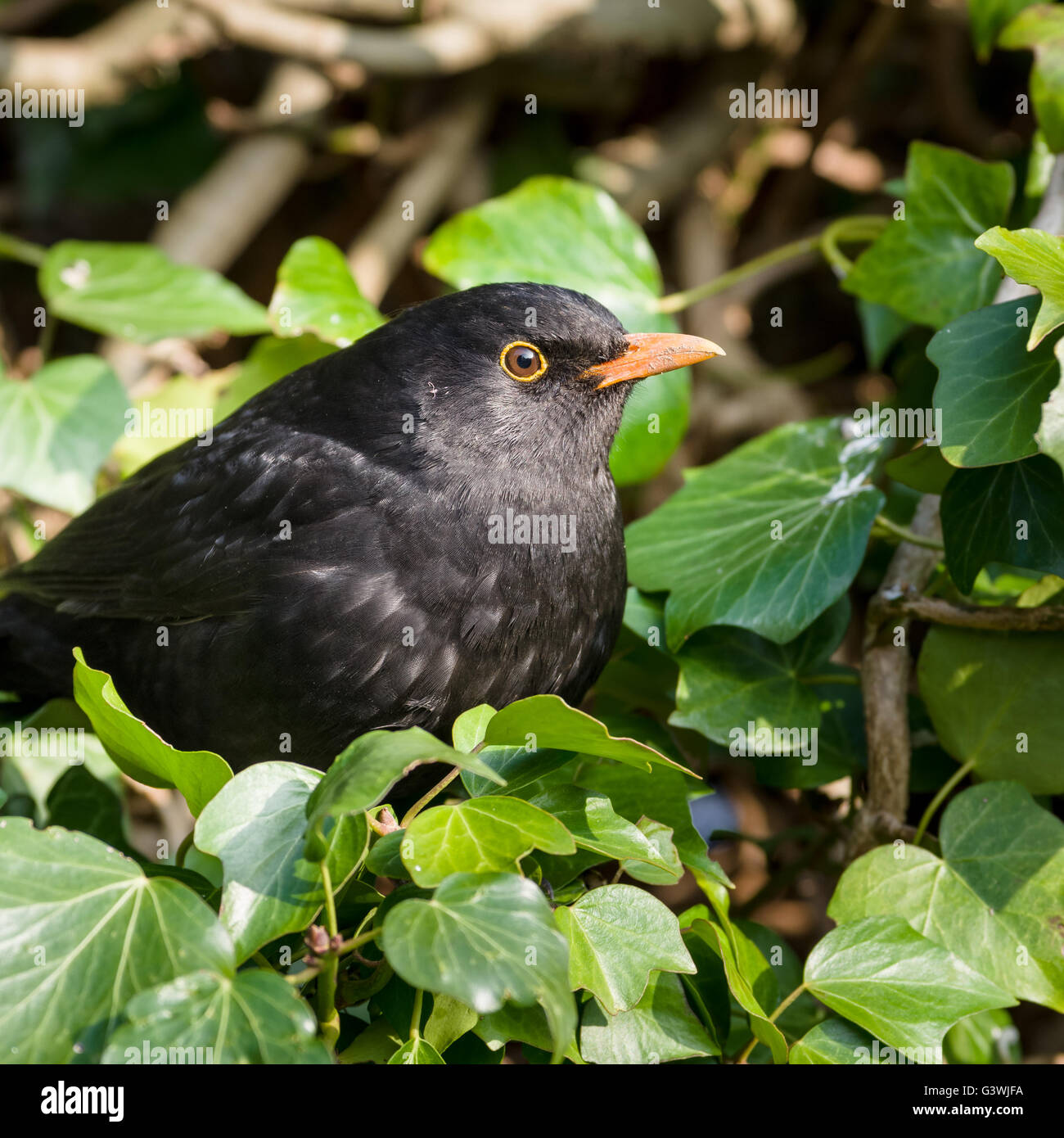 Blackbird is a species of true thrush hires stock photography and