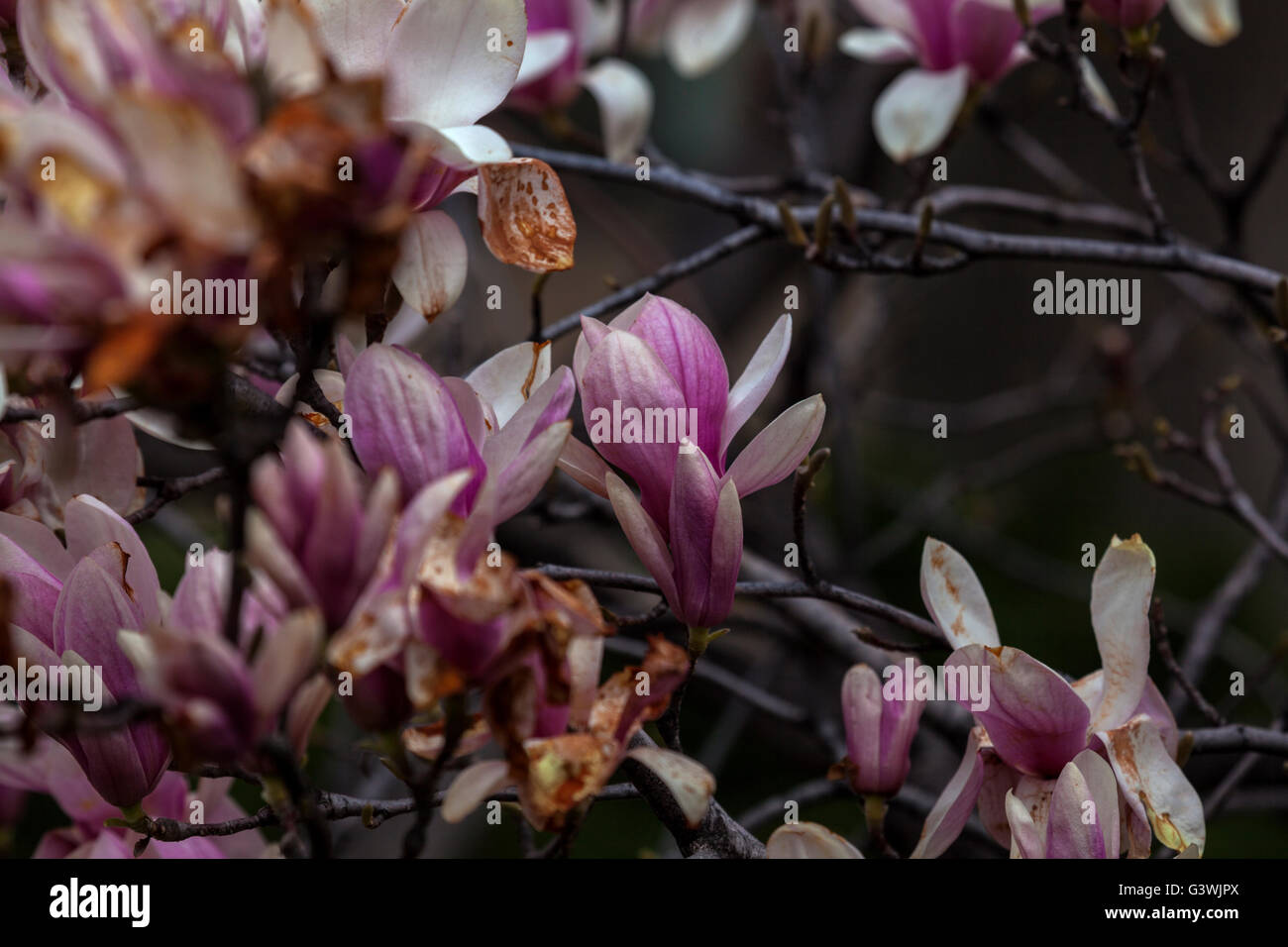 Wilting magnolia blossoms Stock Photo Alamy
