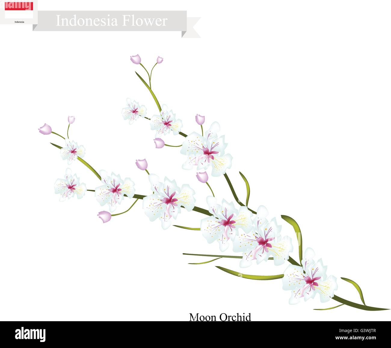 Indonesia Flower, Illustration of Moon Orchids Flowers. The Flower of Charm of Indonesia. Stock Vector