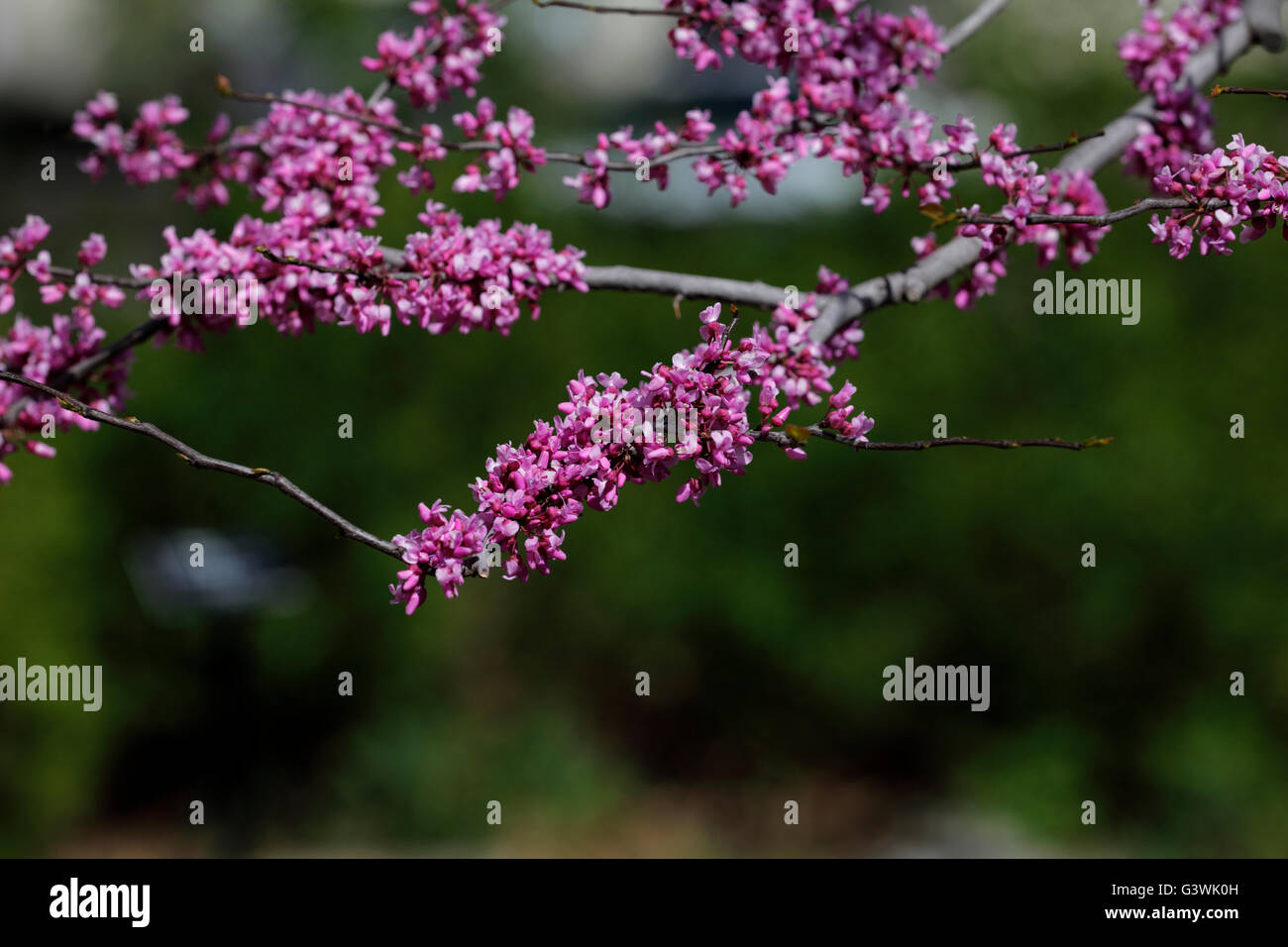 Eastern redbud blossoms on branches. Stock Photo