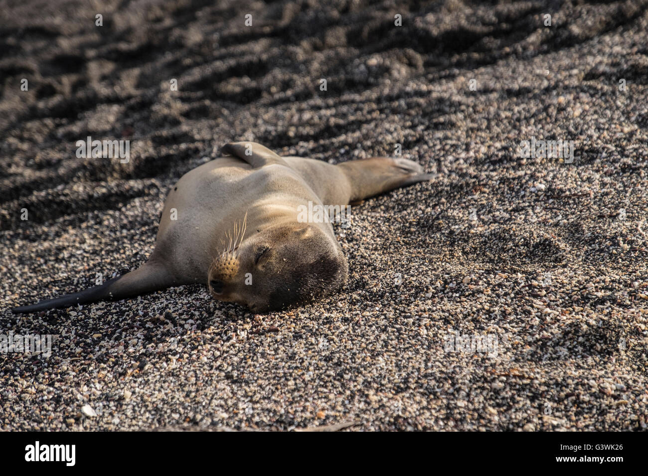 Cute baby sea lion lies sleeping alone on a beach in Galapagos Islands Stock Photo