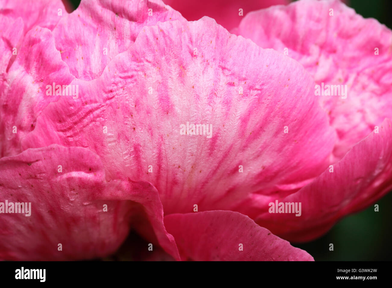 Close view of frilly pink peony petals. Stock Photo