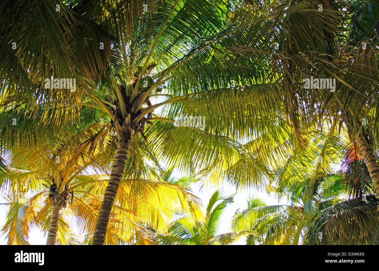 caribbean palm tree in dominican republic Stock Photo Alamy