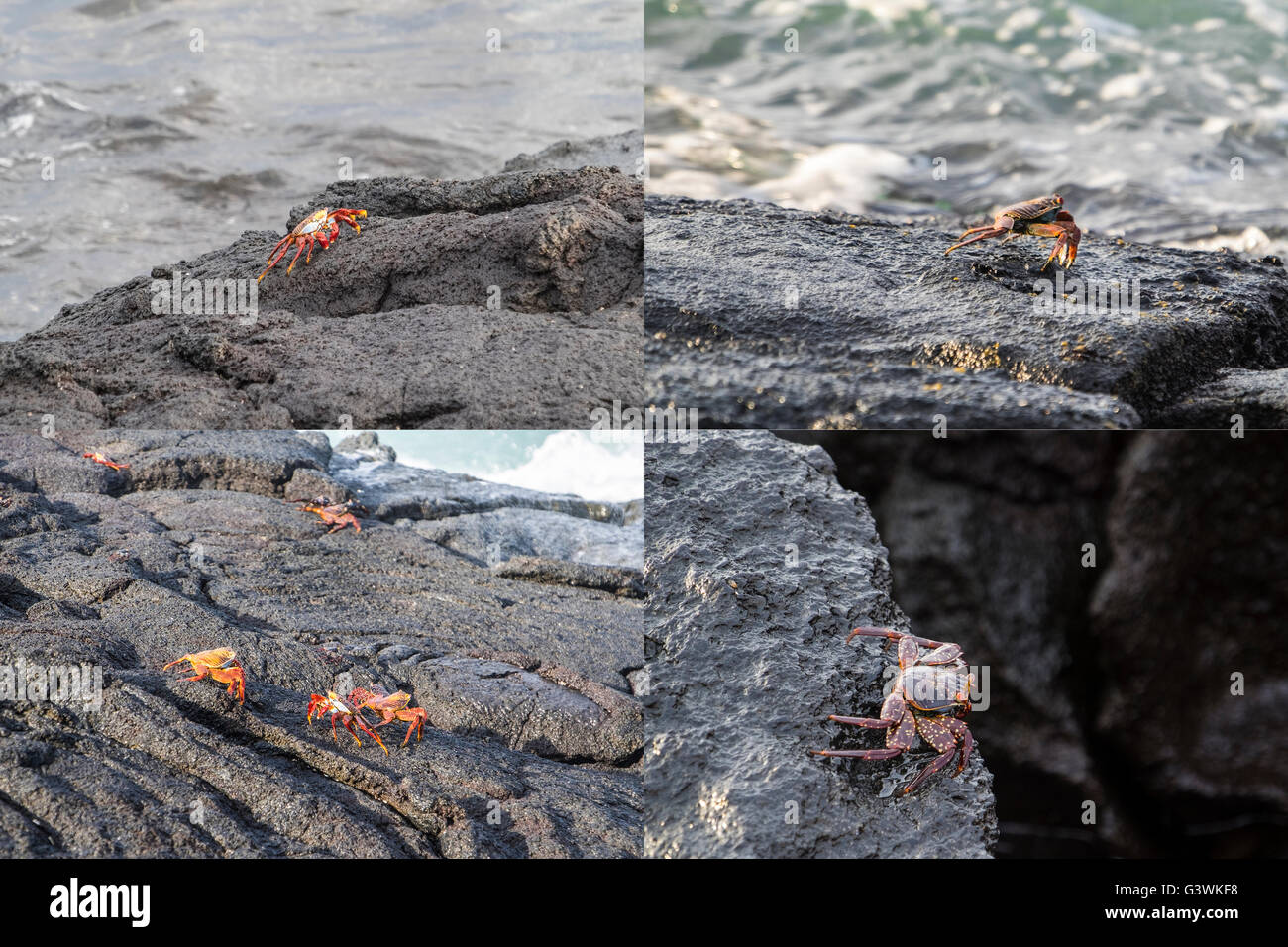 Collection of images of the colorful Sally Lightfoot Crab (Percnon gibbesi) in the Galapagos Islands Stock Photo
