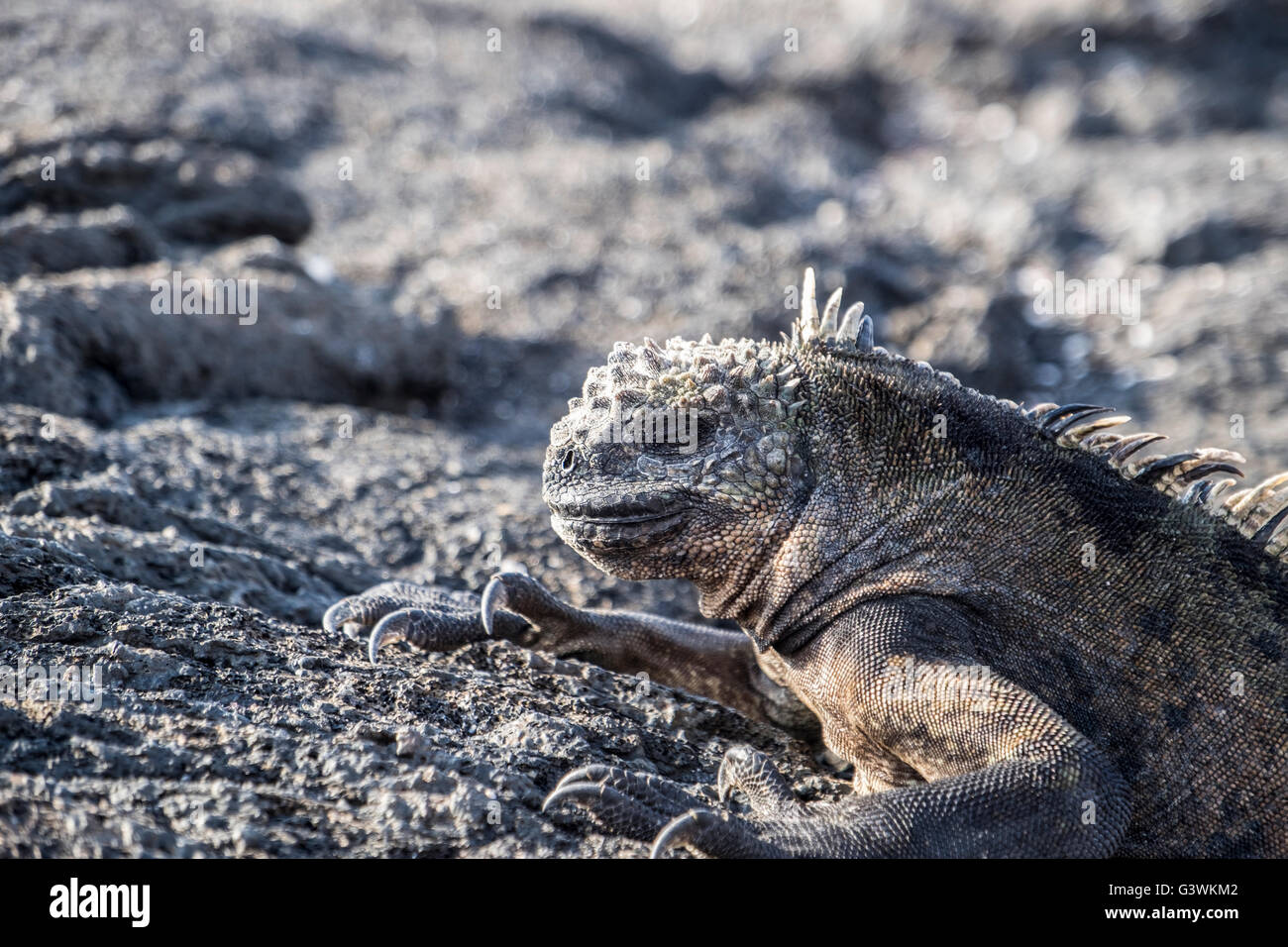 Close-up of a Galapagos iguana asleep on the lava rocks. Stock Photo