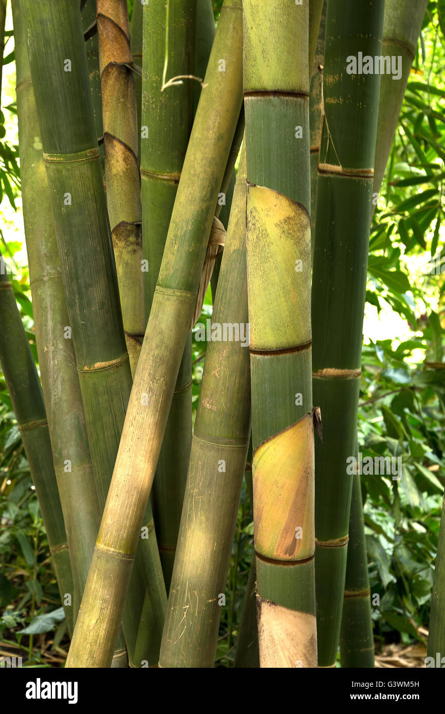 Bamboo stems hi-res stock photography and images - Alamy