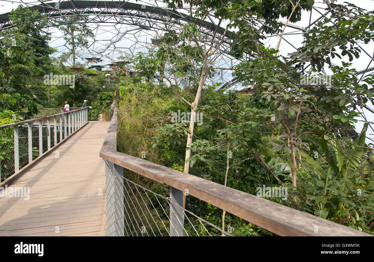 Treetop walk in the Tropical Biome, Eden Project. Stock Photo