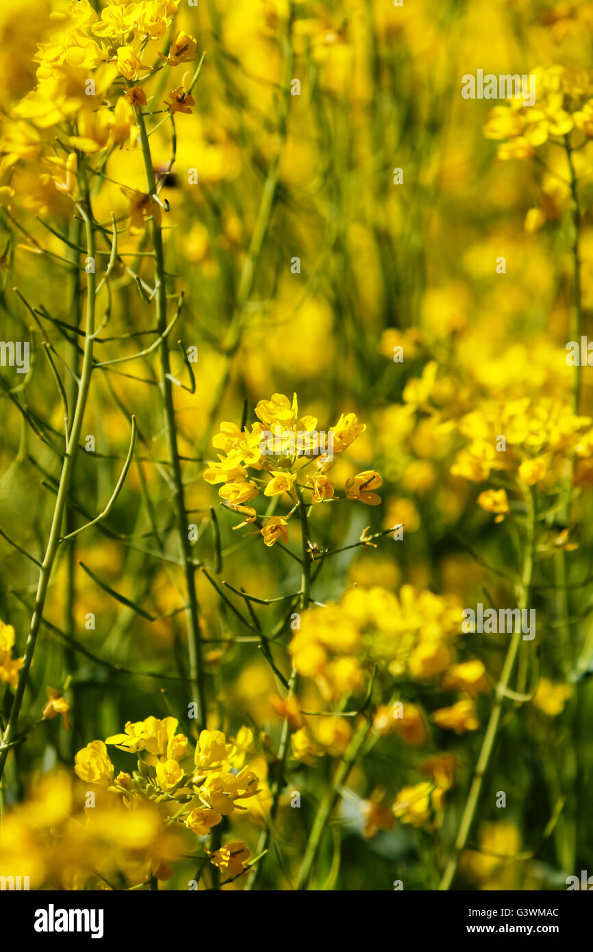 Field mustard (Brassica rapa) in the field Stock Photo