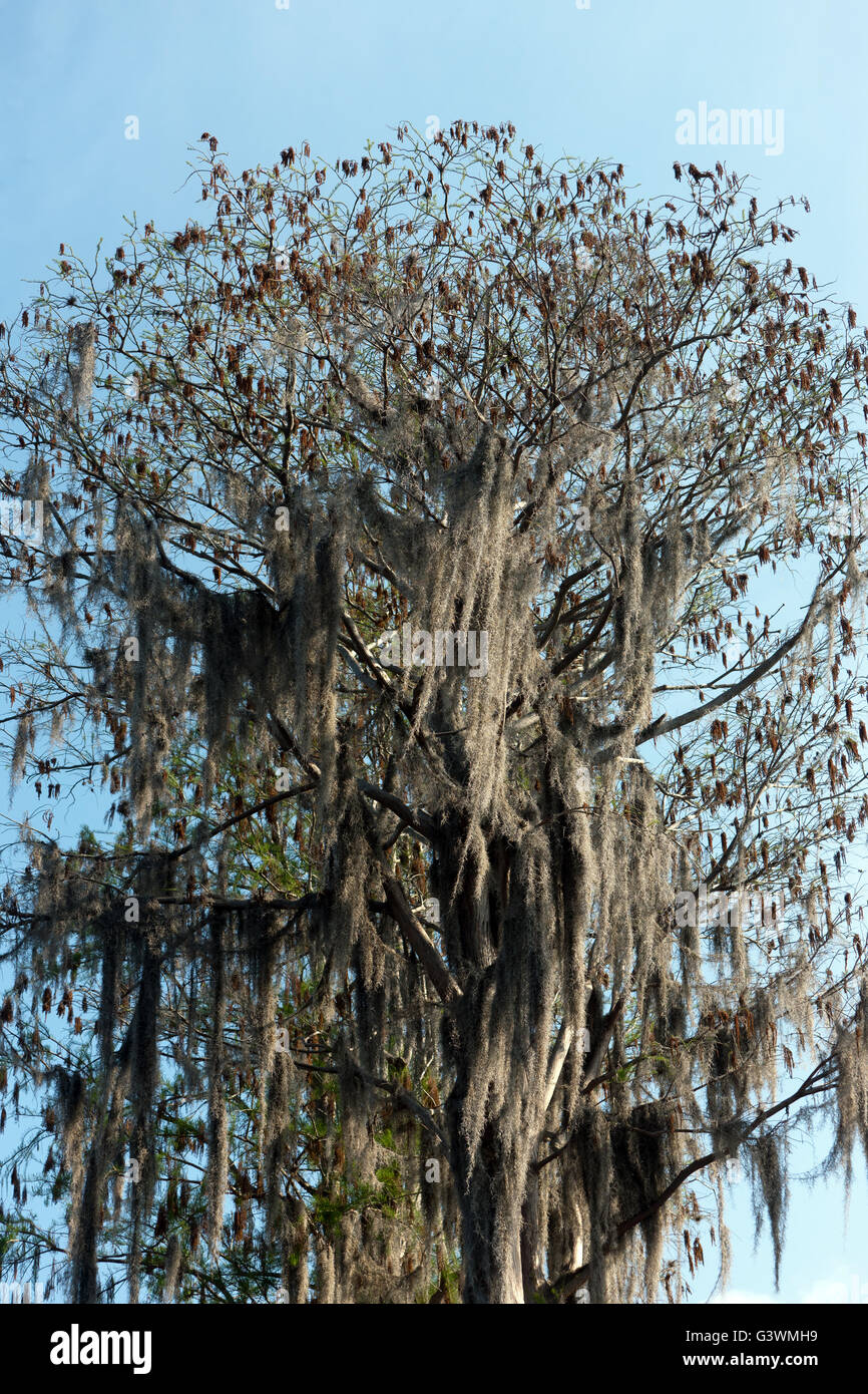 Tillandsia usneoides hi-res stock photography and images - Alamy
