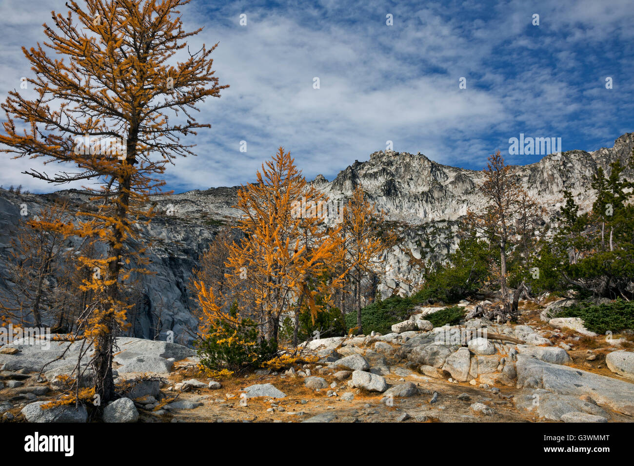 WA12764-00...WASHINGTON - A larch tree in fall colors above Perfection ...
