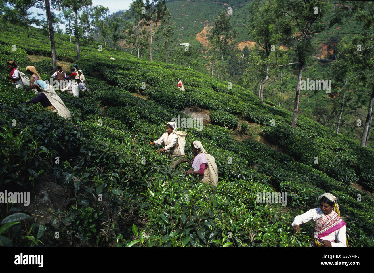INDIA, Tamil Nadu, Nilgiris, Coonoor, women harvest tea leaves in Nilgiri mountains / INDIEN Nilgiris , Frauen ernten Tee in den Nilgiri Bergen Stock Photo