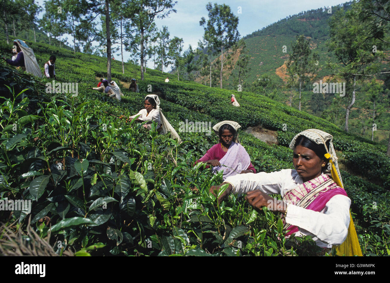 INDIA, Tamil Nadu, Nilgiris, Coonoor, women harvest tea leaves in Nilgiri mountains / INDIEN Nilgiris , Frauen ernten Tee in den Nilgiri Bergen Stock Photo