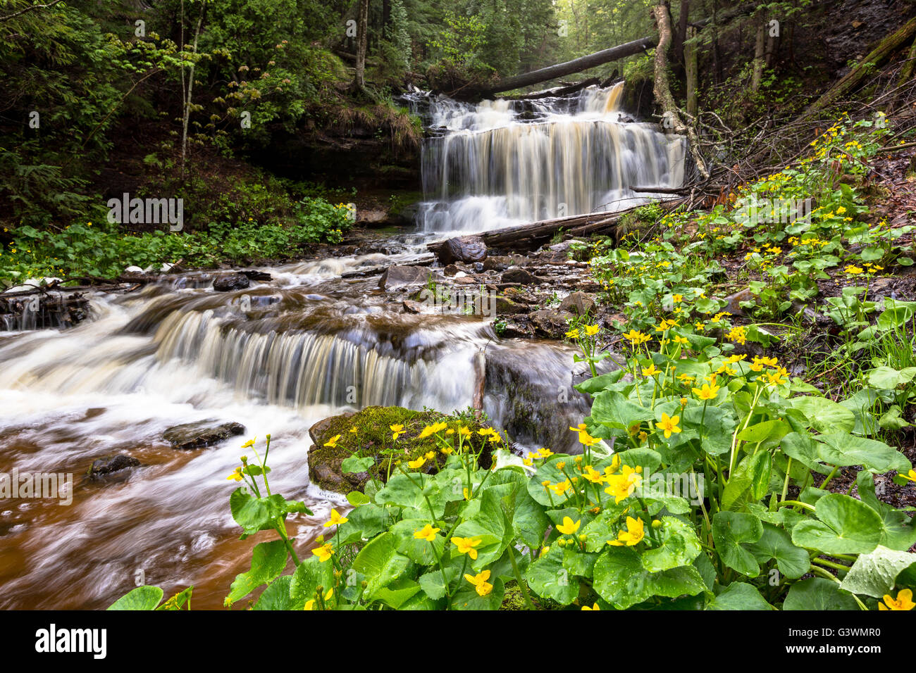 Marsh marigolds are in full bloom at Wagner Falls Scenic Site near Munising Michigan in the Upper Peninsula. Stock Photo