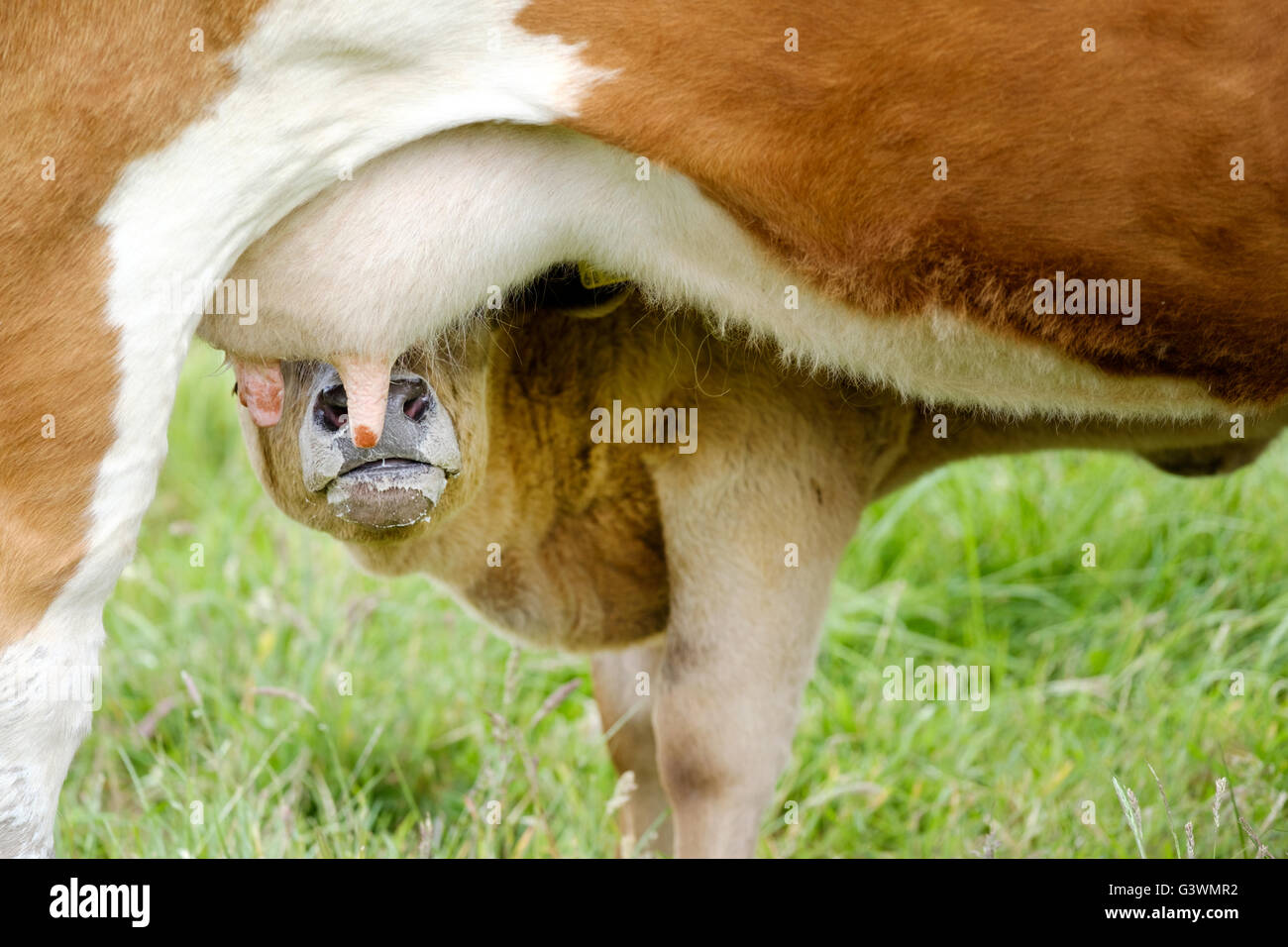 A young calf drinking milk from it's mothers udder Stock Photo Alamy