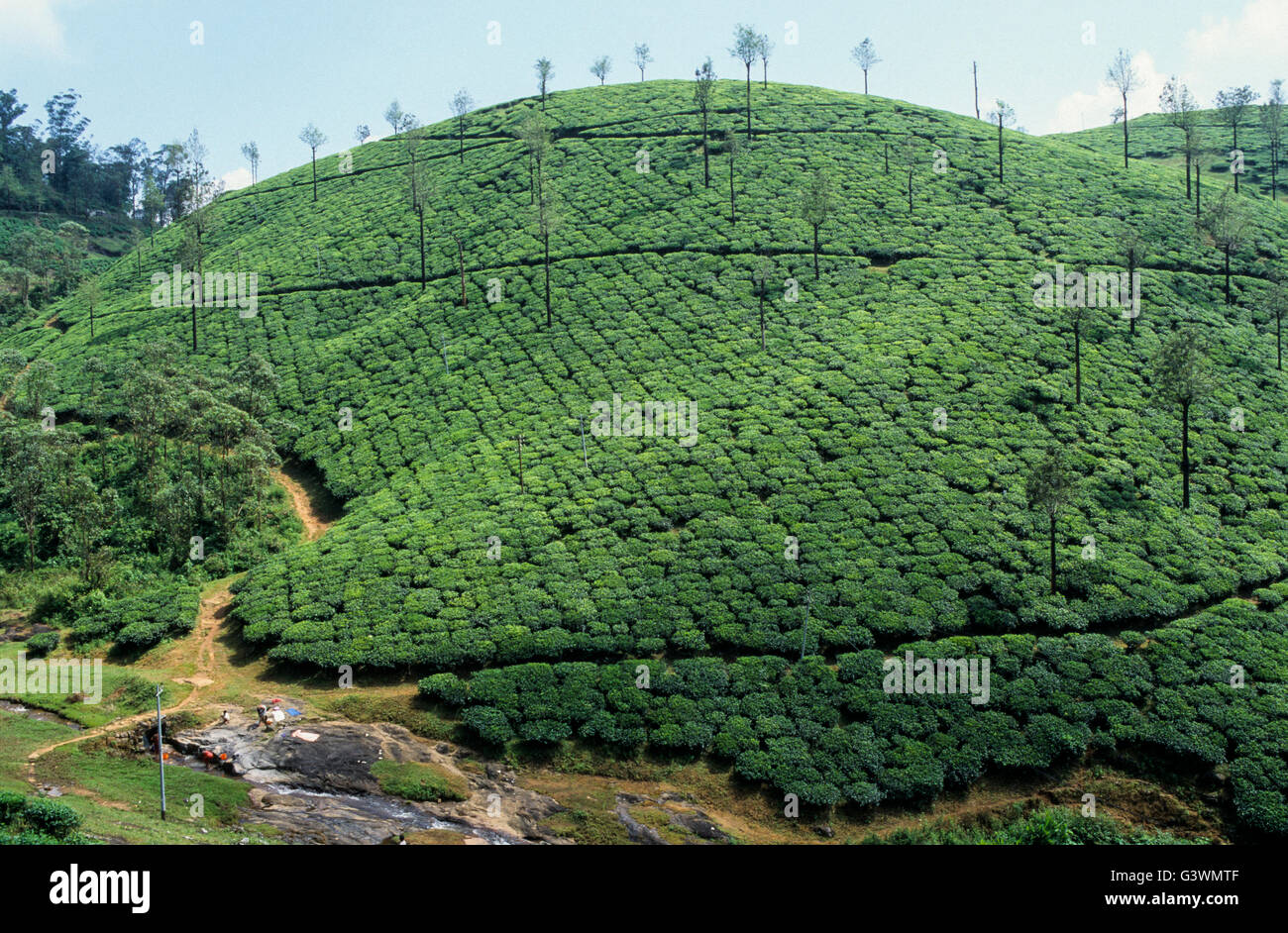 INDIA, Tamil Nadu, Nilgiris, Coonoor, tea estate in Nilgiri mountains Stock Photo