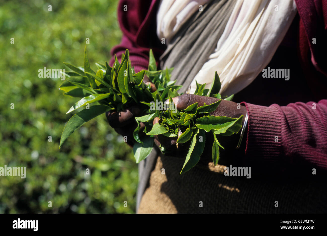 INDIA, Tamil Nadu, Nilgiris, Coonoor, women harvest tea leaves in Nilgiri mountains, two leaves and a bud holding in the hand / INDIEN Nilgiris , Frauen ernten Tee in den Nilgiri Bergen Stock Photo