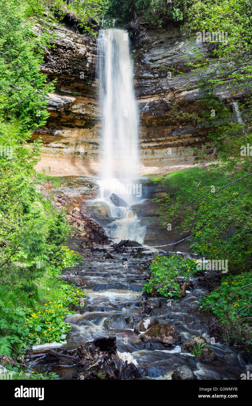 Munising Falls surrounded by lush spring foliage and sprouting marsh marigolds in the foreground. Munising falls is in the upper Stock Photo