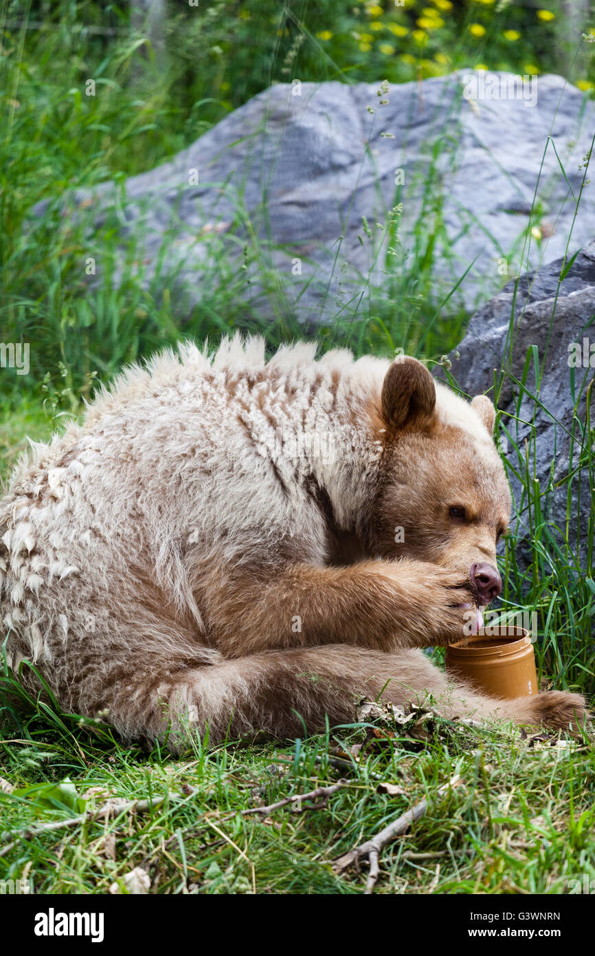 A hungry white Kermode or Spirit Bear licks honey from its paw off a honey jar. Stock Photo