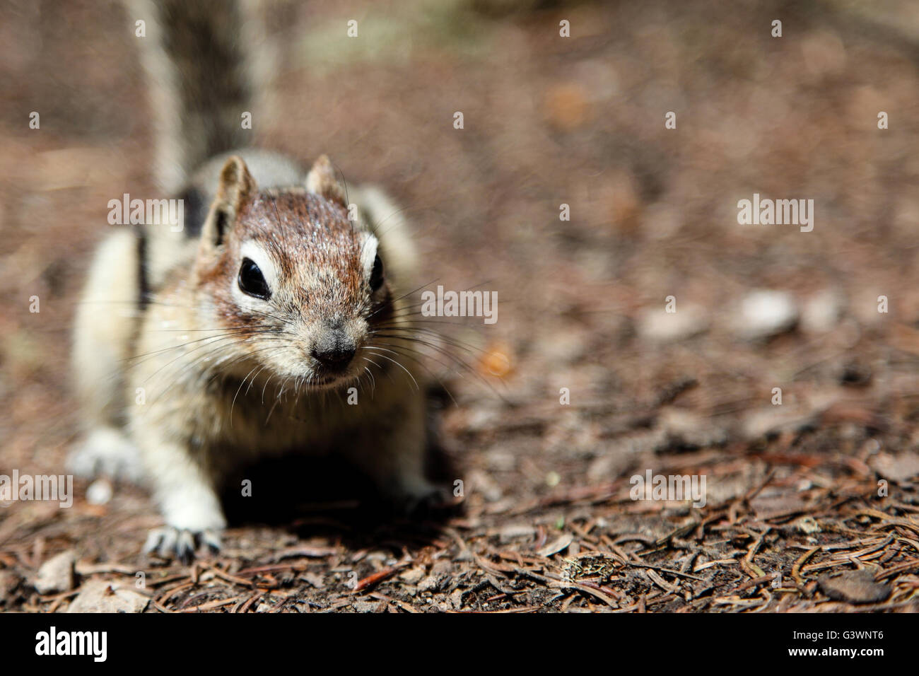 A wild chipmunk (Tamias Striatus) stands on its hind legs looking for food. Stock Photo