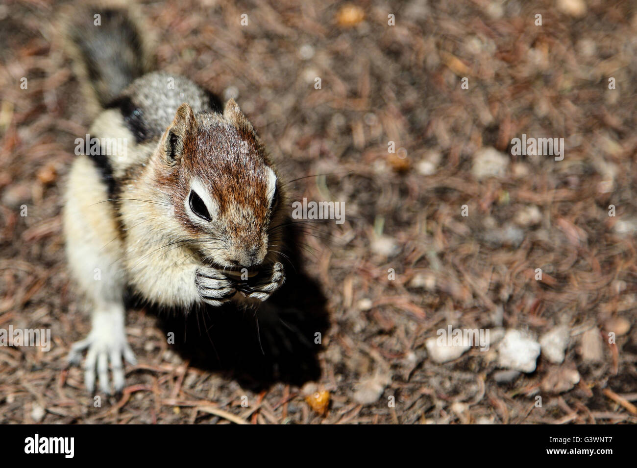 A wild chipmunk (Tamias Striatus) stands on its hind legs looking for food. Stock Photo