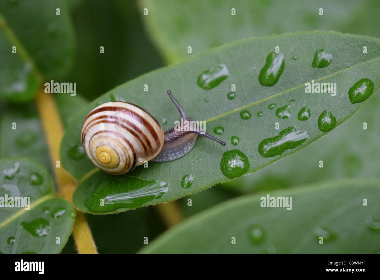 Snail and water droplets on a leaf after a rain shower Stock Photo - Alamy