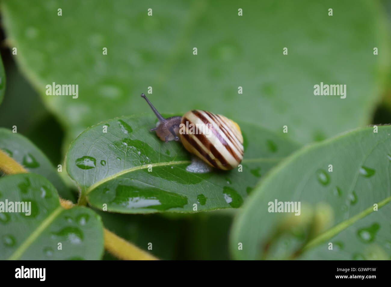 Snail and water droplets on a leaf after a rain shower Stock Photo