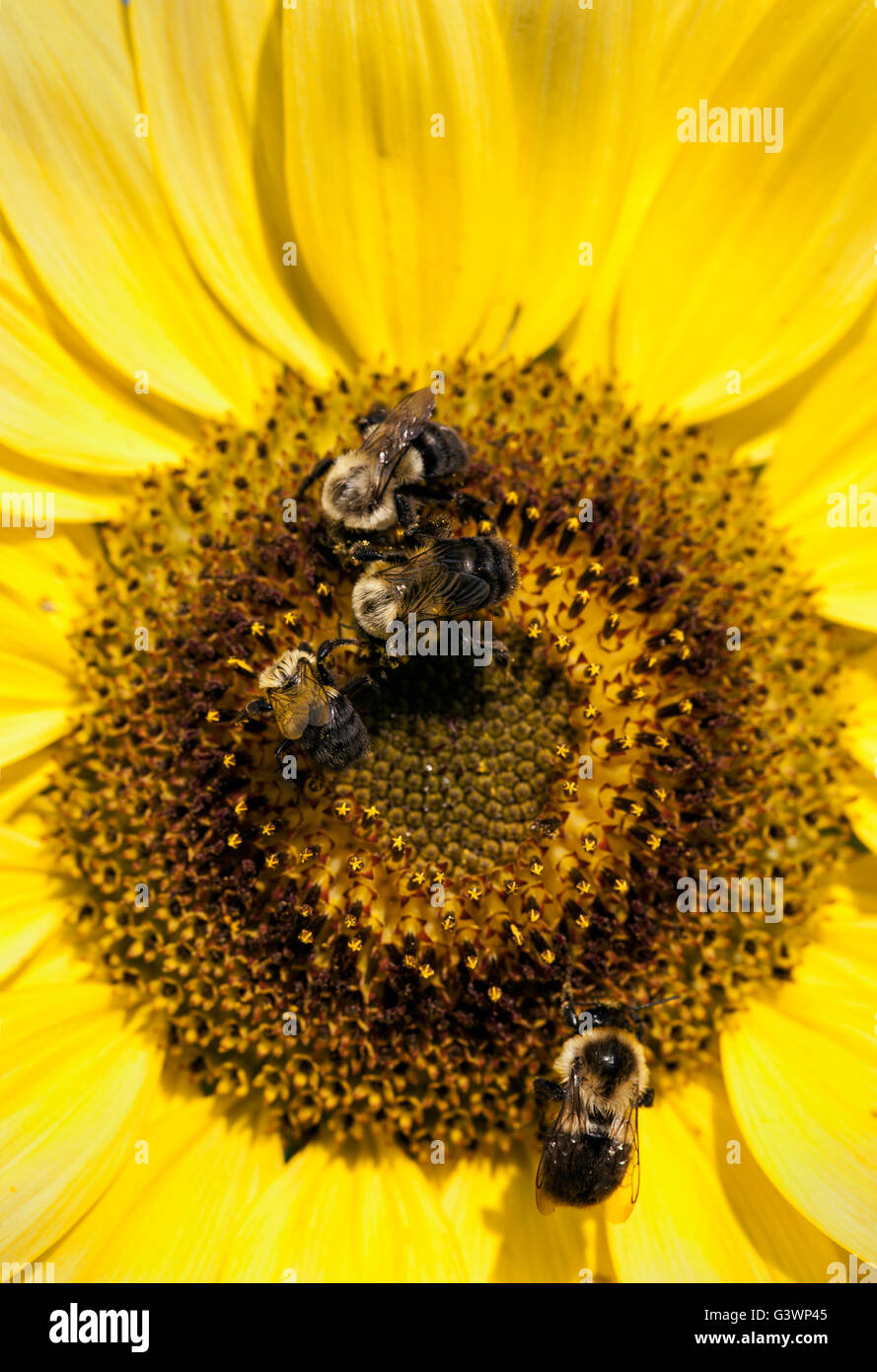 Bee and sunflower. Stock Photo
