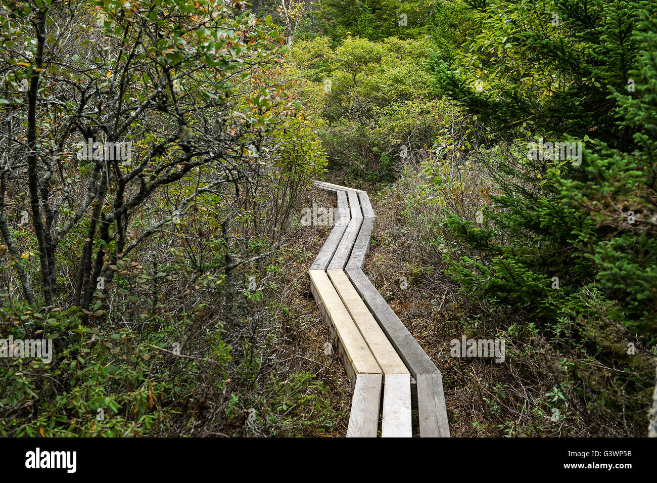 Hiking trail, Acadia National Park, Maine, USA, USA Stock Photo