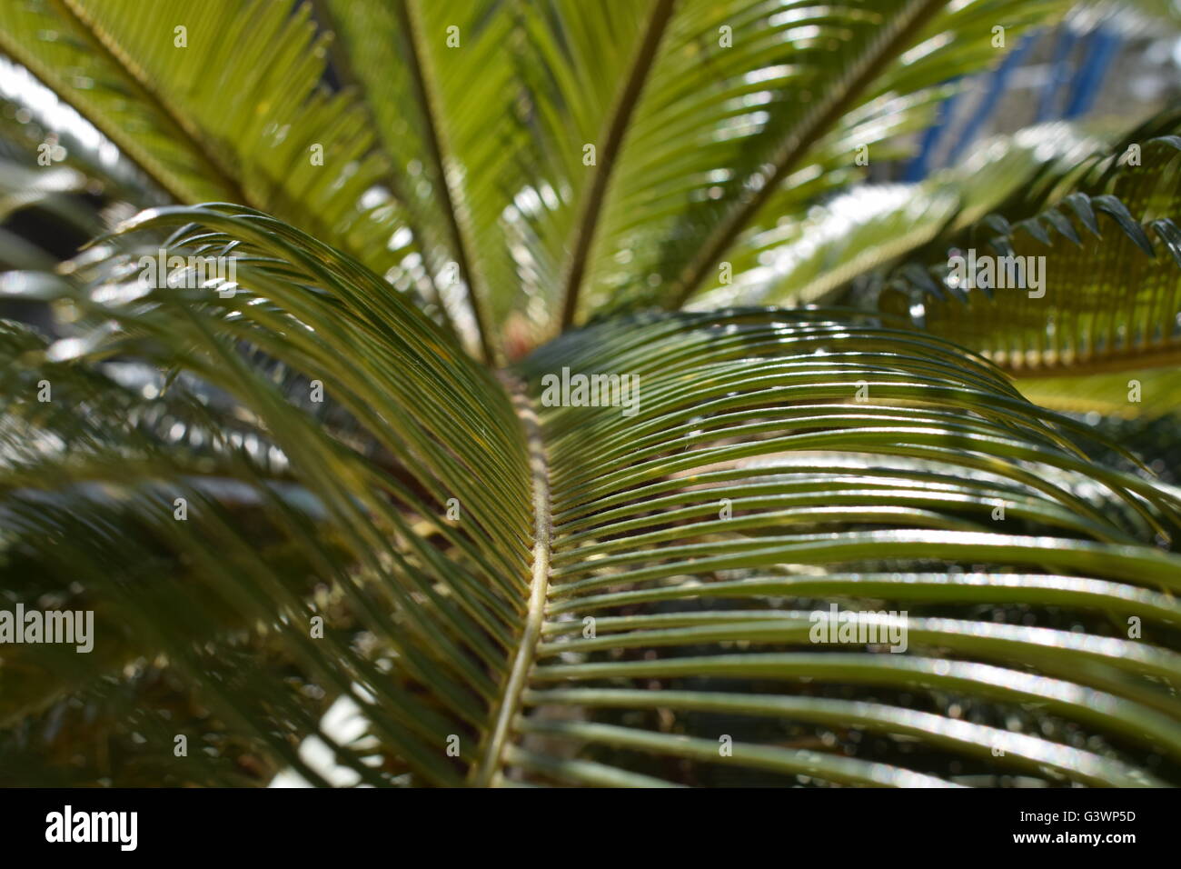 Along the ridges of a palm tree leaf Stock Photo