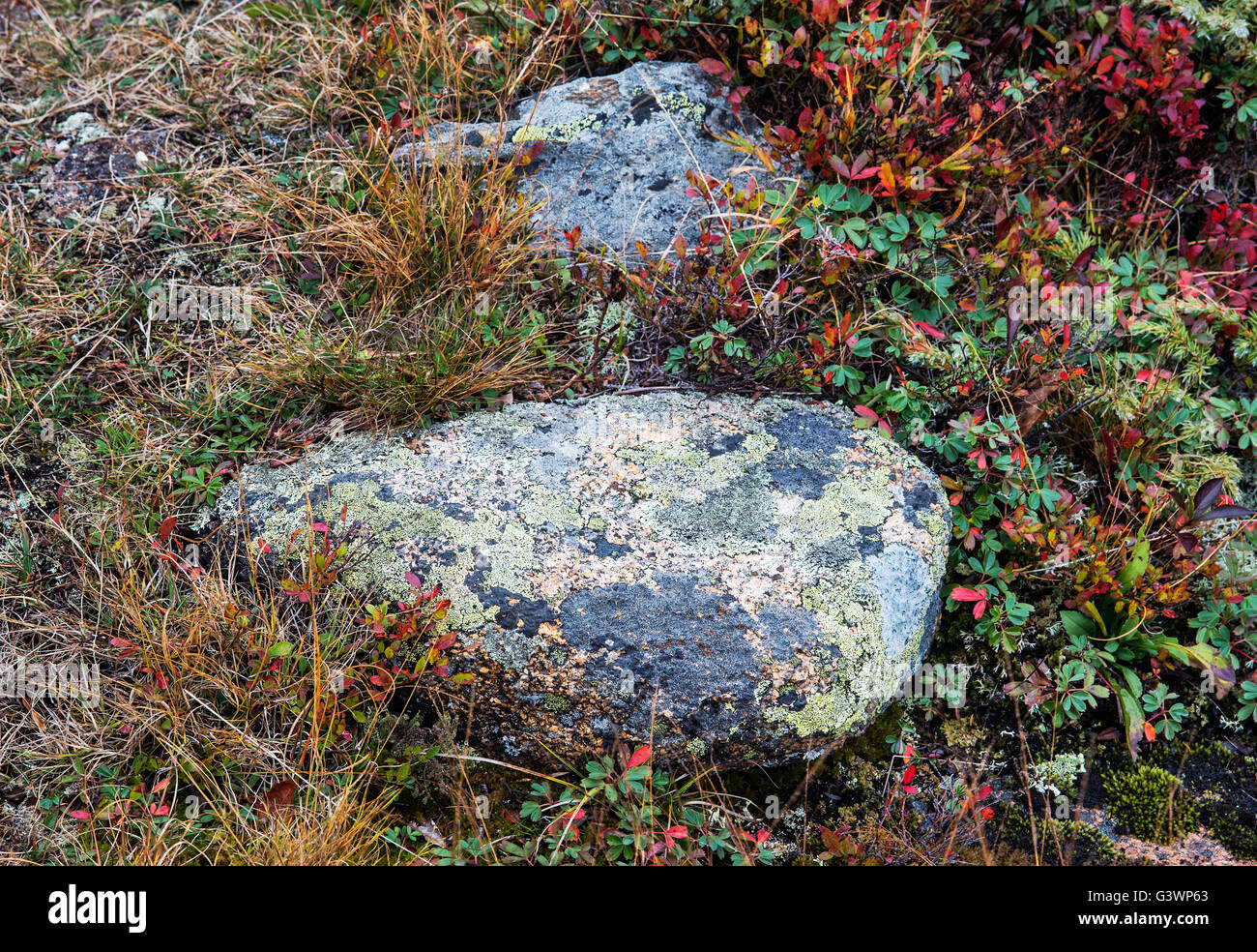 Colorful autumn groundcover, Maine, USA. Stock Photo