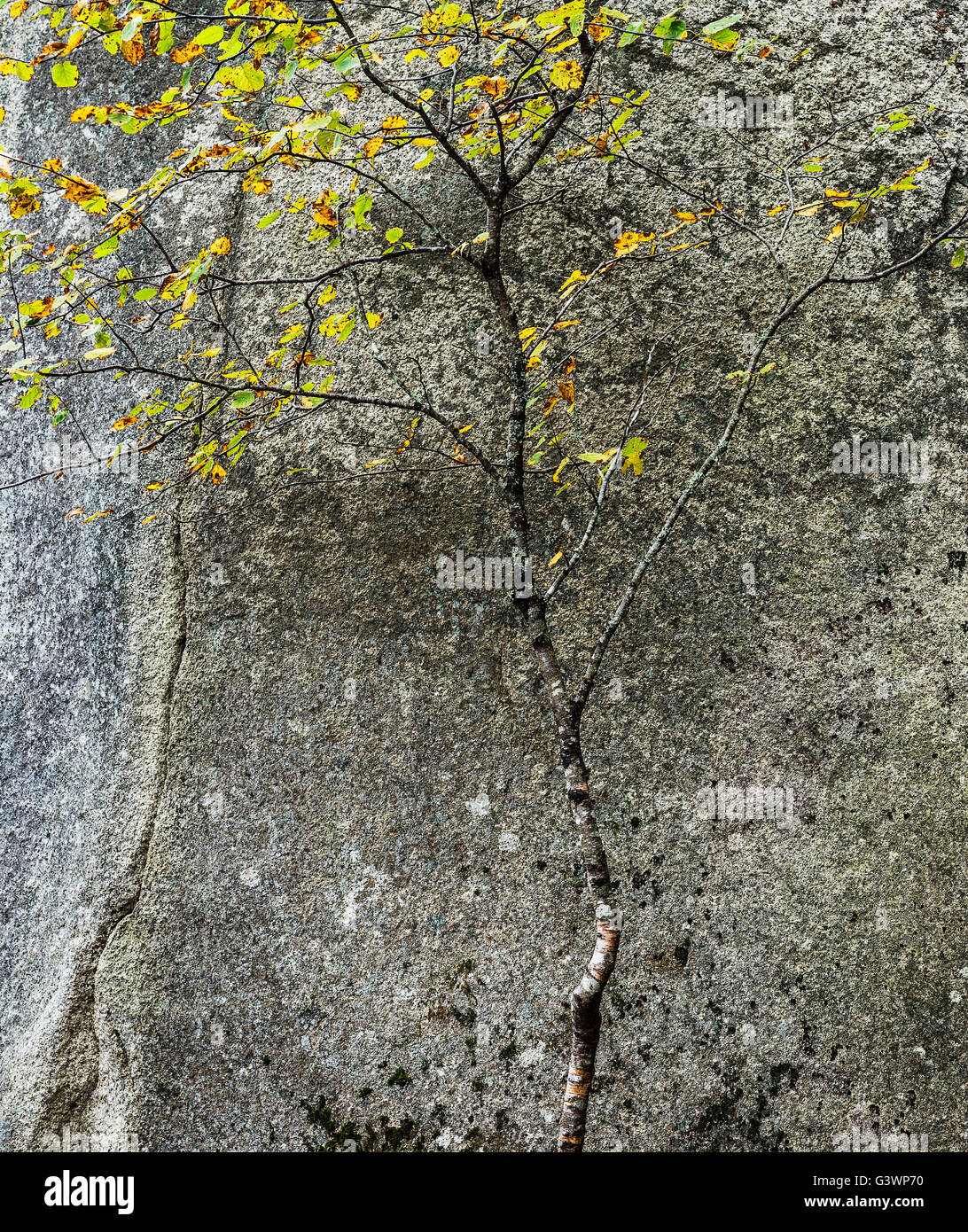 Granite and autumn tree, Acadia National Park, Maine, USA Stock Photo