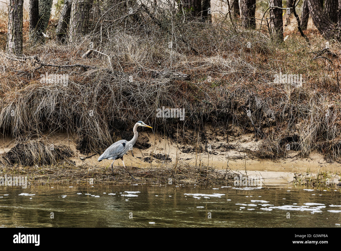 Blue heron, Ardeidae, Chincoteague National Wildlife Refuge, Virginia, USA Stock Photo