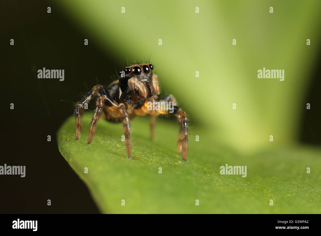 Salticidae spider ready to jump! Stock Photo