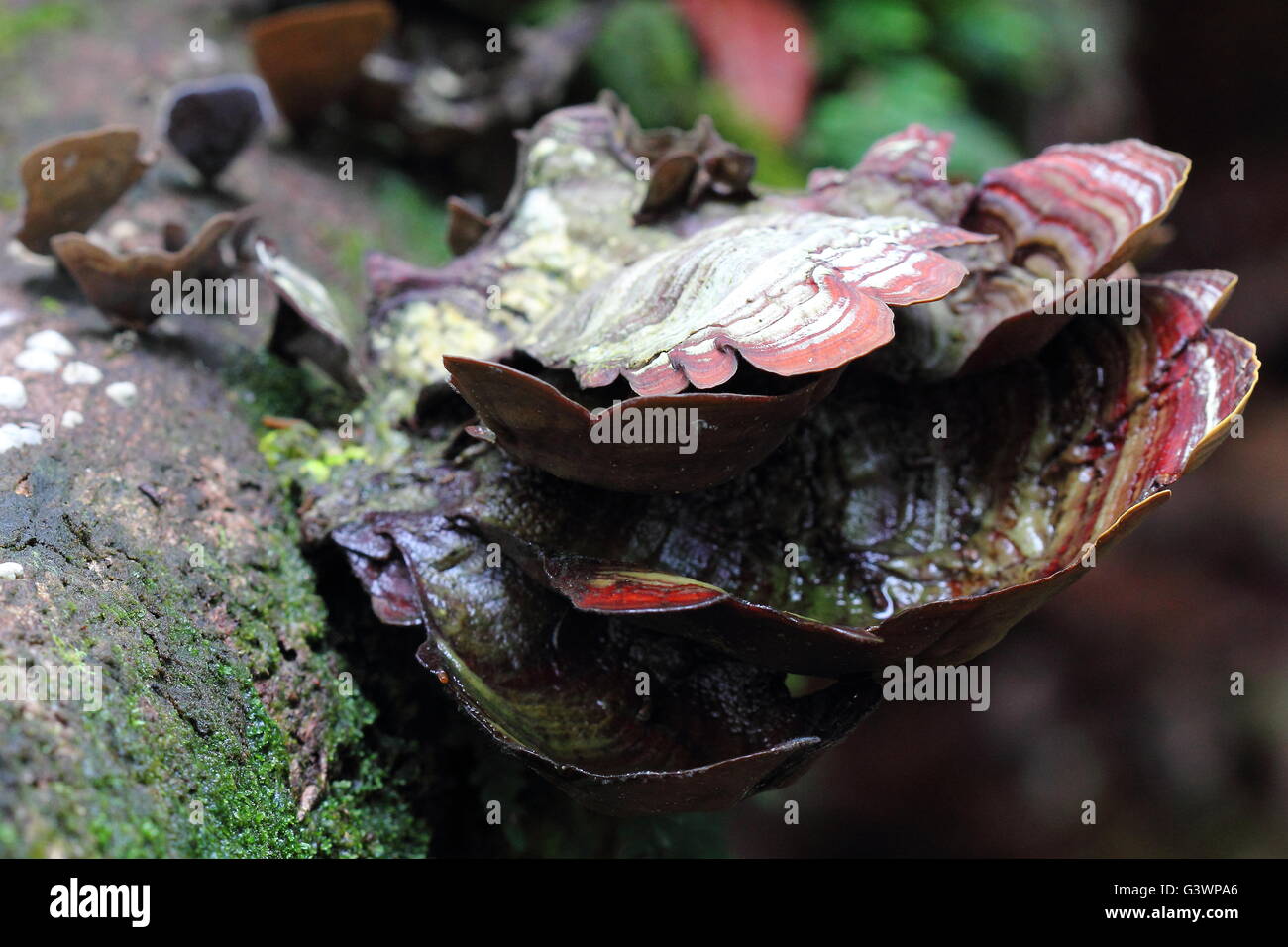 Lingzhi mushroom - Ganoderma lucidum Stock Photo