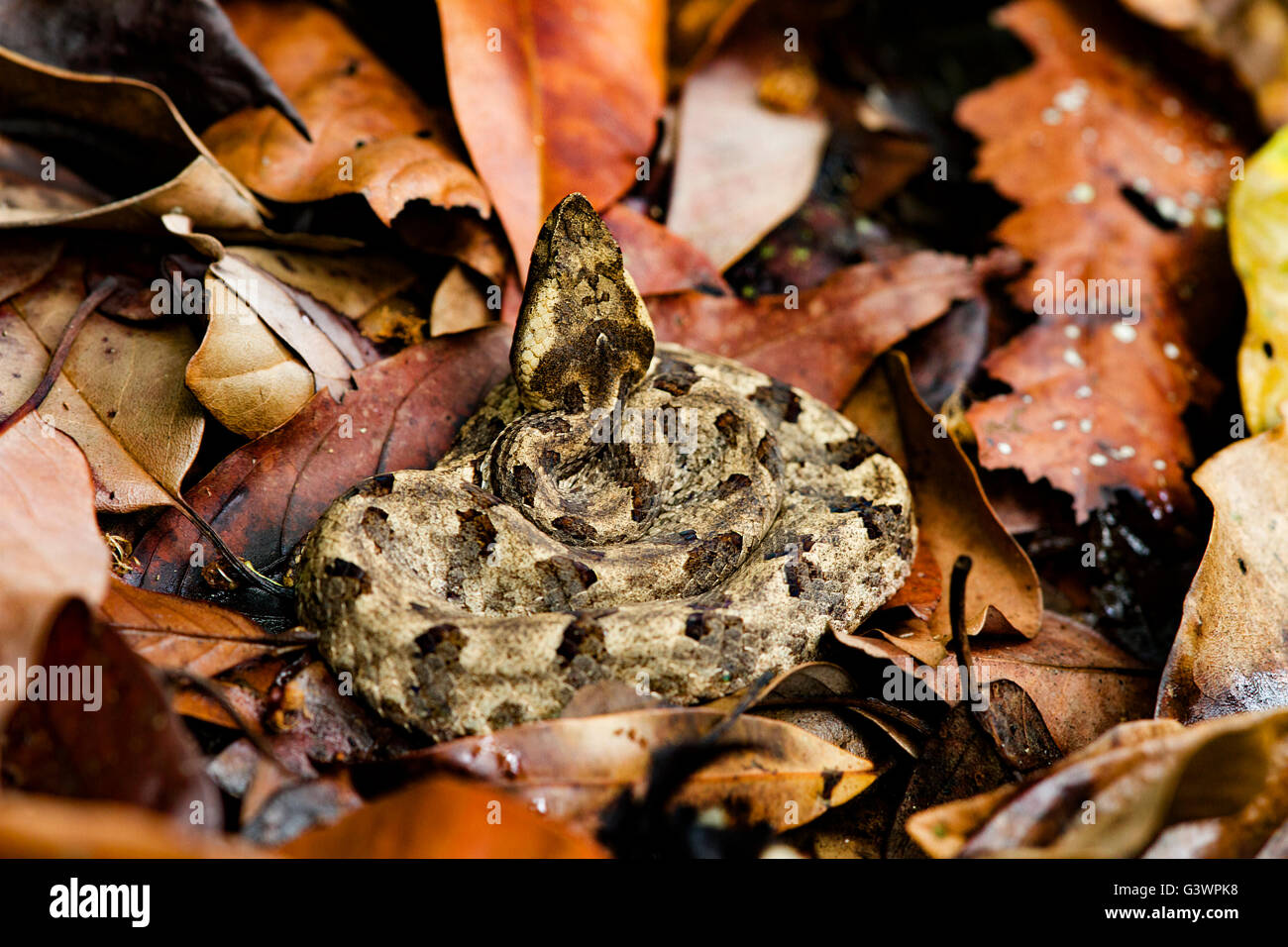 Rescued endemic hump-nosed pit viper delivers seven offspring in captivity